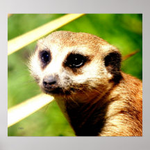 Meerkat Porträt Plakat