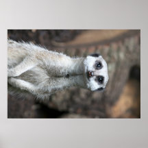Meerkat Poster