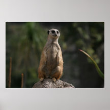 Meerkat Plakat