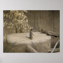 Meerkat Posterdrucke