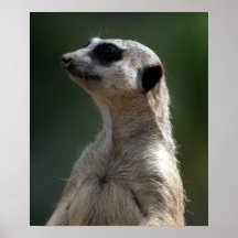 Meerkat Posterdrucke