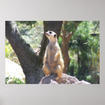 Meerkat Plakat