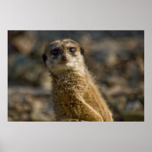Meerkat Poster