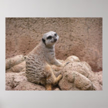 Meerkat Posterdruck