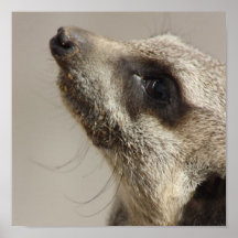 Meerkat Posterdruck