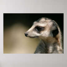 Meerkat Posterdruck