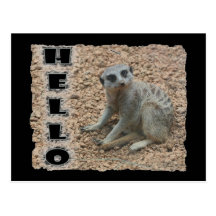Meerkat Postkarte