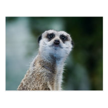 Meerkat Postkarte