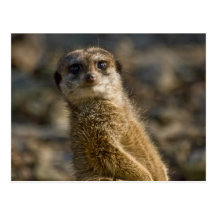 Meerkat Postkarte