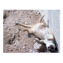 Meerkat Postkarte (004)