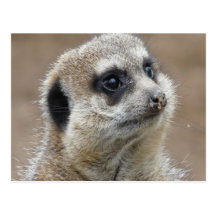 Meerkat Postkarten