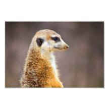 Meerkat Profil Kunstfoto