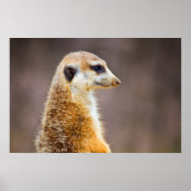 Meerkat Profil Posterdruck