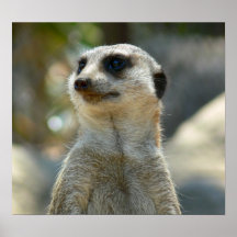 Meerkat Schauen Plakate