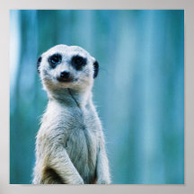 Meerkat Staredown - Plakat