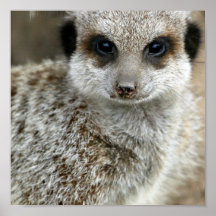 Meerkat stellen Plakat-Druck gegenüber