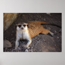 Meerkat Süsse Posterdrucke