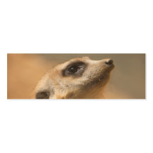 Meerkat Visitenkarten