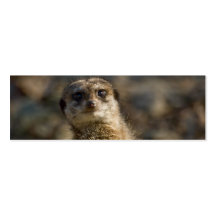 Meerkat Visitenkarten Vorlagen