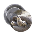 Meerkats Anstecknadel