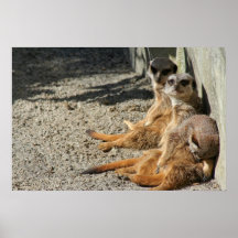 Meerkats, das heraus hängt plakatdruck