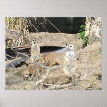 Meerkats Plakat