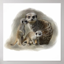 meerkats plakatdrucke