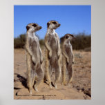 Meerkats sonnen - Plakat