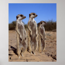 Meerkats sonnen - Plakat