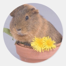 Meerschweinchen in einem Flowerpot Runder Aufkleber