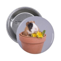 Meerschweinchen in einem Flowerpot Buttons