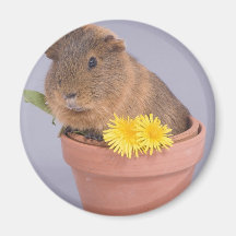 Meerschweinchen in einem Flowerpot Kühlschrankmagnet