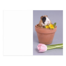 Meerschweinchen in einem Flowerpot Postkarten