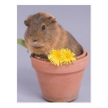 Meerschweinchen in einem Flowerpot Postkarten