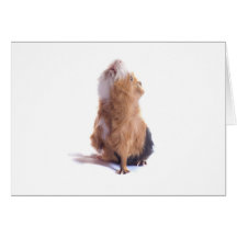 Meerschweinchen, Karten