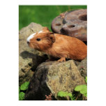 Meerschweinchen poster