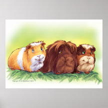 Meerschweinchen Posterdrucke