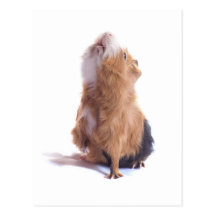 Meerschweinchen, Postkarten