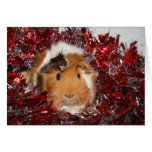 Meerschweinchen-Weihnachten Karten
