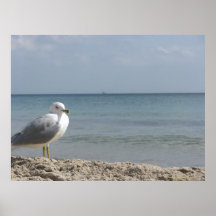 Mein Birdy Posterdrucke