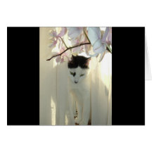 Mein hübscher Kitty Karten