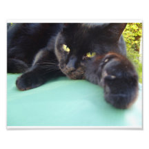 Meine Katze - Fotodruck