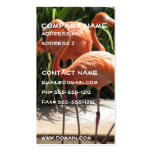 Menge der Flamingo-Visitenkarte