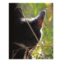 MeowMeow Foto