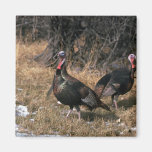 Merriams wilde Truthähne, Gobblers Kühlschrankmagnet