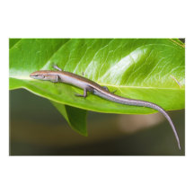 Metallisches cooles Skink Niveoscincus Metallicus Kunstphoto