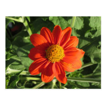 Mexikanische Sonnenblume-Postkarte
