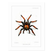 Mexikanischer roter Bein Tarantula Postkarte