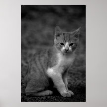 Miezekatze-Druck Plakatdrucke