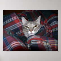 Miezekatze erhält cozy. posterdruck